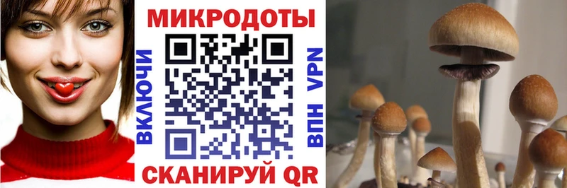 ОМГ ОМГ ССЫЛКА  купить наркотик  Кяхта  Псилоцибиновые грибы Magic Shrooms 